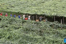 Nhộn nhịp cảnh thu hoạch vụ mùa ở Trung Quốc