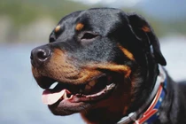 Kinh hãi bé 4 tháng tuổi bị chó cắn tử vong