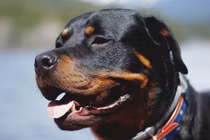 Kinh hãi bé 4 tháng tuổi bị chó cắn tử vong