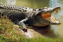 Đi lấy nước, bé gái tử vong vì bị cá sấu kéo xuống sông