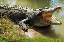 Đi lấy nước, bé gái tử vong vì bị cá sấu kéo xuống sông