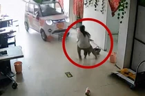 Thót tim khoảnh khắc bé gái cứu em khỏi "xe điên"