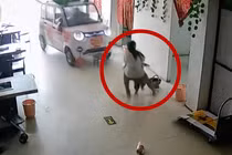 Thót tim khoảnh khắc bé gái cứu em khỏi "xe điên"