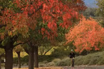 Ngắm cảnh sắc mùa thu tuyệt đẹp tại thung lũng ở California