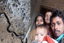 Đang xem tivi cùng cha, hai bé trai bị rắn độc cắn tử vong