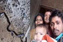 Đang xem tivi cùng cha, hai bé trai bị rắn độc cắn tử vong