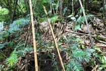 Bị nước lũ cuốn trôi, 5 người tử vong ở Trung Quốc