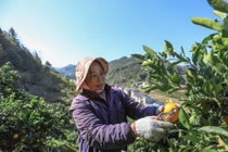 Cảnh người nông dân Trung Quốc tất bật trên cánh đồng đầu đông