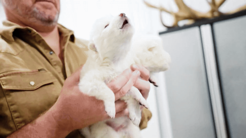 Loai soi huyen thoai tuyet chung hon van nam bat ngo hoi sinh ky dieu-Hinh-6