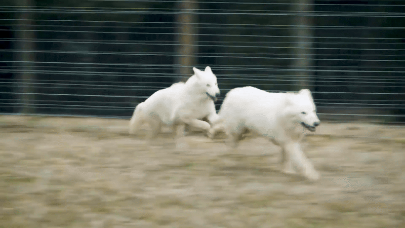 Loai soi huyen thoai tuyet chung hon van nam bat ngo hoi sinh ky dieu-Hinh-12