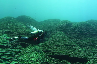 Cụm san hô Porites rus lớn nhất thế giới mọc gần núi lửa ngầm