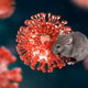 Cảnh báo virus Hanta: Việt Nam sẵn sàng xét nghiệm, bệnh diễn biến nhanh