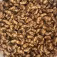 Săn xác ve sầu gần 2 triệu/kg, dân Gia Lai đổ xô vào rừng
