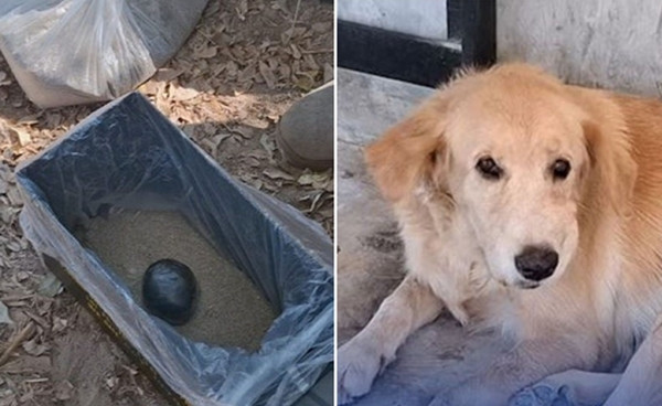 Chú chó Latte mang &quot;bóng&quot; nhặt được về tặng chủ, nào ngờ đó lại là một quả bom tự chế. (Ảnh: The Thaiger)