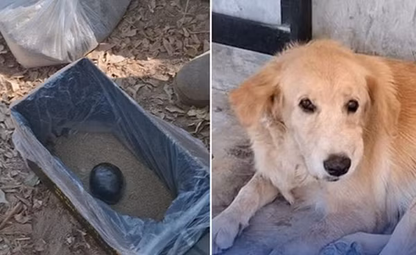 Chú chó Latte mang "bóng" nhặt được về tặng chủ, nào ngờ đó lại là một quả bom tự chế. (Ảnh: The Thaiger)