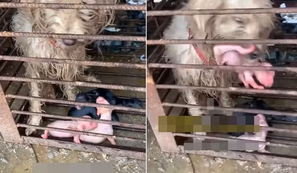 Hình ảnh khiến nhiều người không khỏi rơi nước mắt vì thương cảm.