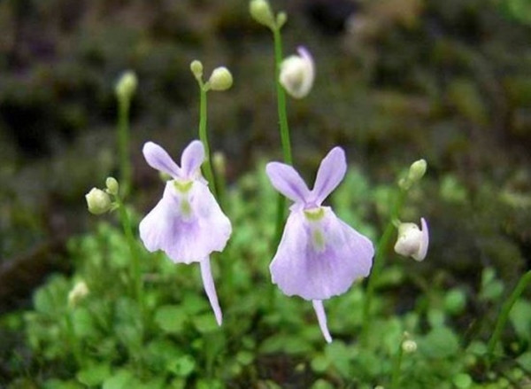 Cây Thỏ trắng nhỏ bẫy ruồi (Bạch thỏ bẫy ruồi).