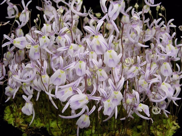 Sở hữu vẻ ngoài đáng yêu nhưng cây Thỏ trắng nhỏ bẫy ruồi (Bạch thỏ bẫy ruồi) cực kỳ hung hãn.