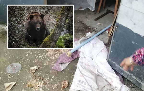 Ông Mẫu đã chiến đấu quyết liệt để cứu vợ mình khỏi móng vuốt của con gấu lớn.