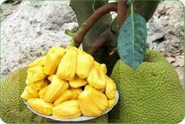 Mít Thái tăng giá từ 10.000 - 12.000 đồng/kg - Ảnh minh họa Mít Thái tăng giá từ 10.000 - 12.000 đồng/kg - Ảnh minh họa