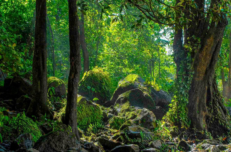 Thảm thực vật đa dạng, phong phú. Ảnh: Ngô Minh Phương.