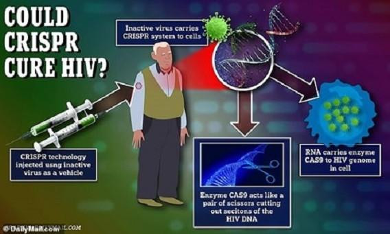 Thử nghiệm trên người liệu pháp mới chữa HIV - Ảnh: Daily Mail