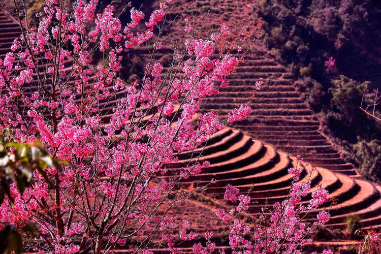 Người Mông ở Mù Cang Chải thường gọi là “Pằng tớ dầy” – dịch theo nghĩa tiếng Việt là “Hoa đào rừng” (Ảnh: Thanh Miền).