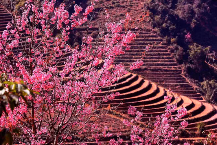 Người Mông ở Mù Cang Chải thường gọi là “Pằng tớ dầy” – dịch theo nghĩa tiếng Việt là “Hoa đào rừng” (Ảnh: Thanh Miền).