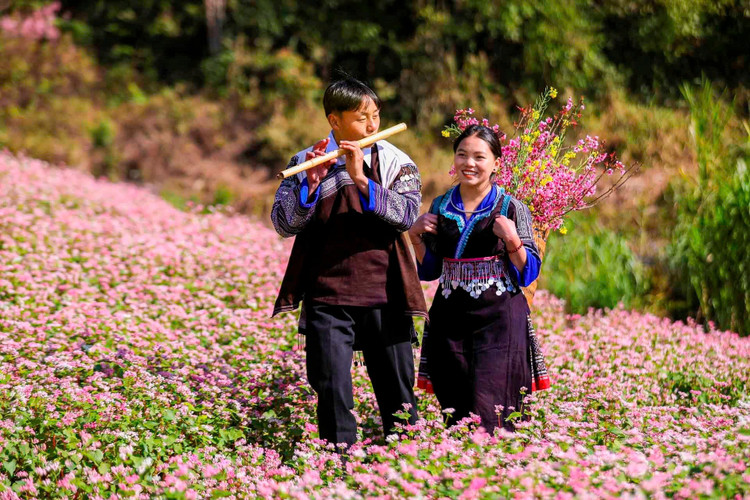 Hoa Tớ dày gắn liền với đời sống của đồng bào Mông như báo hiệu năm hết, Xuân về (Ảnh: Thanh Miền)