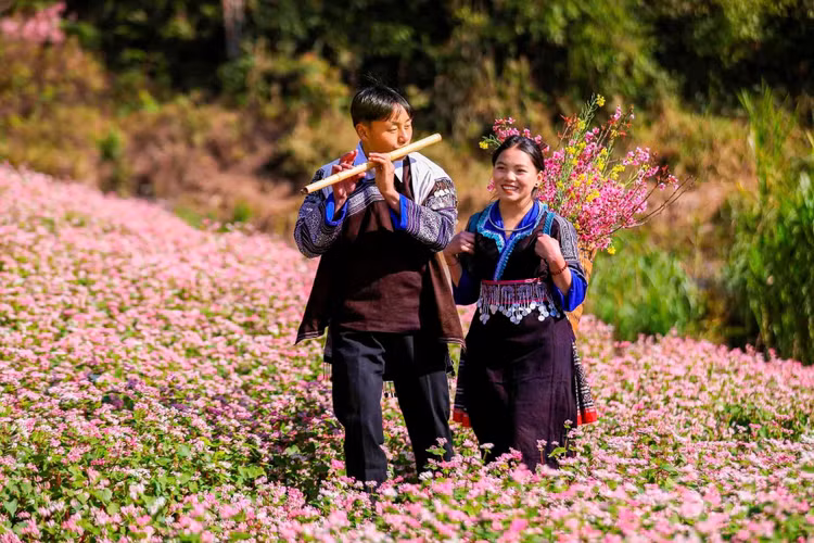 Hoa Tớ dày gắn liền với đời sống của đồng bào Mông như báo hiệu năm hết, Xuân về (Ảnh: Thanh Miền)