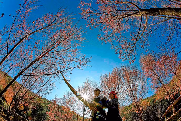 Nghệ thuật Khèn của người Mông, nghệ thuật Tạo hình vẽ hoa văn bằng sáp ong trên vải được Bộ Văn hóa, Thể thao và Du lịch công nhận là Di sản văn hóa phi vật thể quốc gia (Ảnh: Thanh Miền).