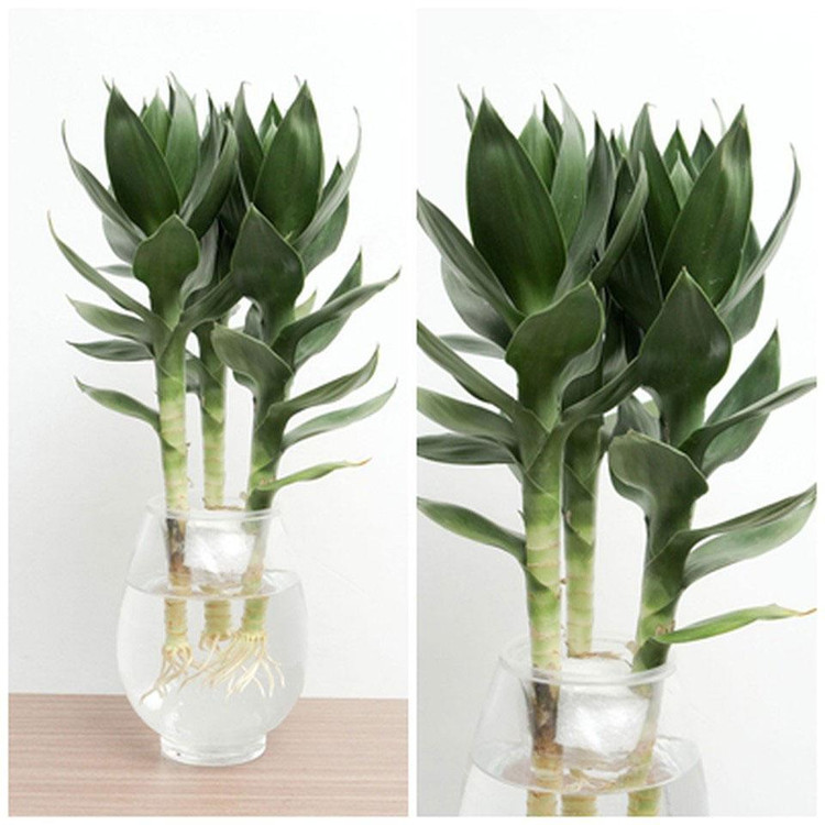 Bật mí 5 loại cây phong thủy trong nhà giúp gia chủ may mắn ảnh 1