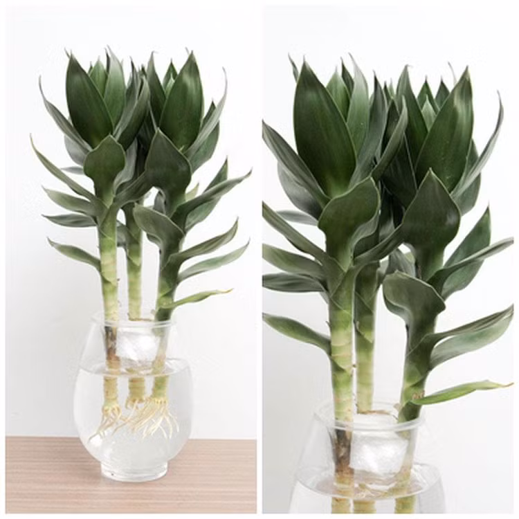 Bật mí 5 loại cây phong thủy trong nhà giúp gia chủ may mắn ảnh 1