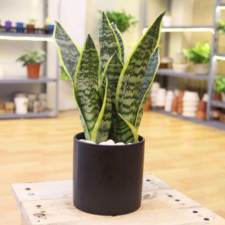 Bật mí 5 loại cây phong thủy trong nhà giúp gia chủ may mắn ảnh 2