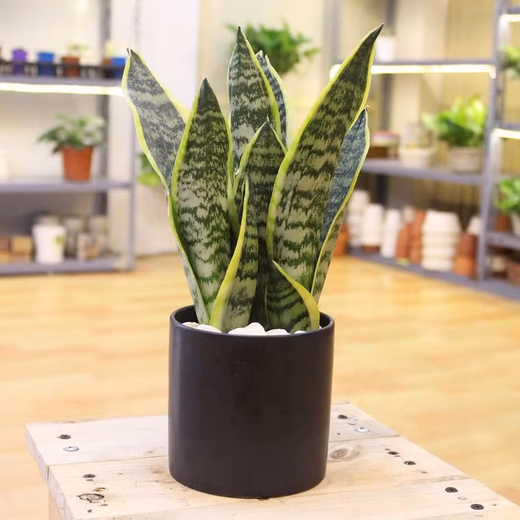 Bật mí 5 loại cây phong thủy trong nhà giúp gia chủ may mắn ảnh 2