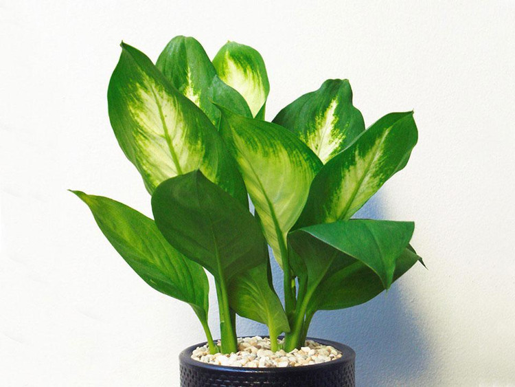 Bật mí 5 loại cây phong thủy trong nhà giúp gia chủ may mắn ảnh 5