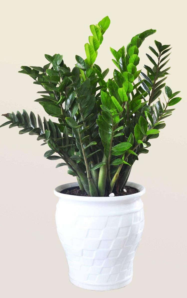 Bật mí 5 loại cây phong thủy trong nhà giúp gia chủ may mắn ảnh 3