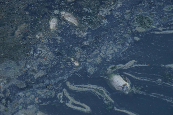 Cá chết nổi trắng trên mặt nước đen ngòm của hồ Kim Liên.