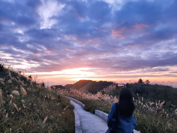 Cỏ lau đẹp nao lòng dưới ánh hoàng hôn. Nguồn ảnh: Phạm Thu Trang