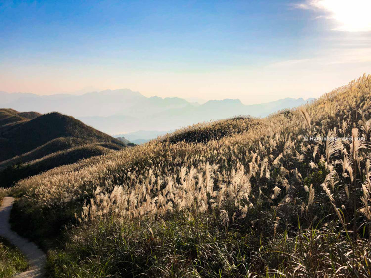 Đường lên cột mốc 1297 bạt ngàn lau trắng hai bên. Nguồn ảnh: Hạnh nhân review.