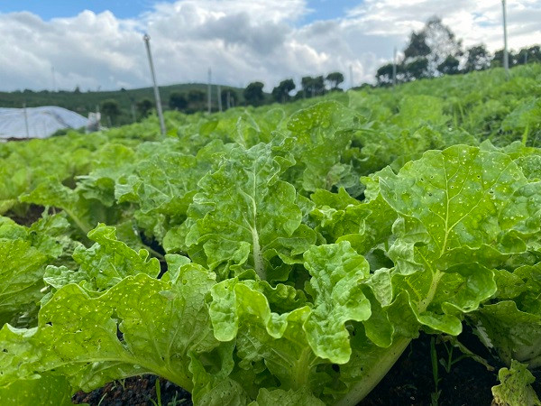 Cải ngồng hữu cơ. (Ảnh: Trương Thắm)