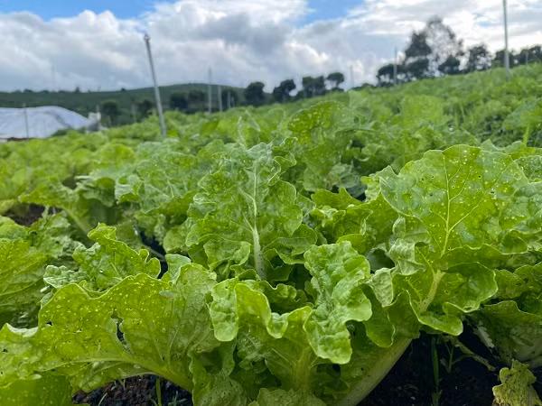Cải ngồng hữu cơ. (Ảnh: Trương Thắm)
