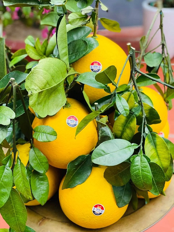 Bưởi Diễn ở các nhà vườn thu hoạch rộ, nên sản phẩm được bán nhiều trên thị trường.