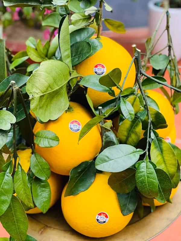 Bưởi Diễn ở các nhà vườn thu hoạch rộ, nên sản phẩm được bán nhiều trên thị trường. Bưởi Diễn ở các nhà vườn thu hoạch rộ, nên sản phẩm được bán nhiều trên thị trường.