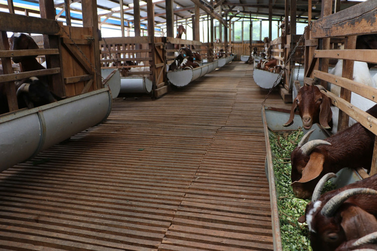 Mô hình nuôi dê của anh Chính được nhiều nông dân tìm đến học hỏi.