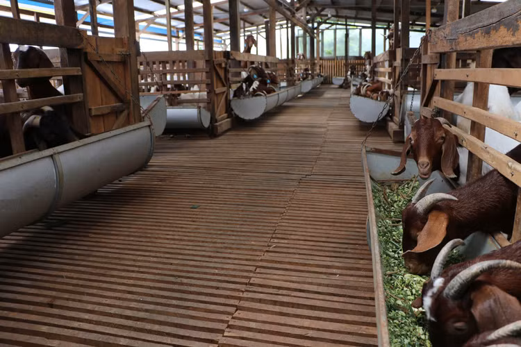 Mô hình nuôi dê của anh Chính được nhiều nông dân tìm đến học hỏi.