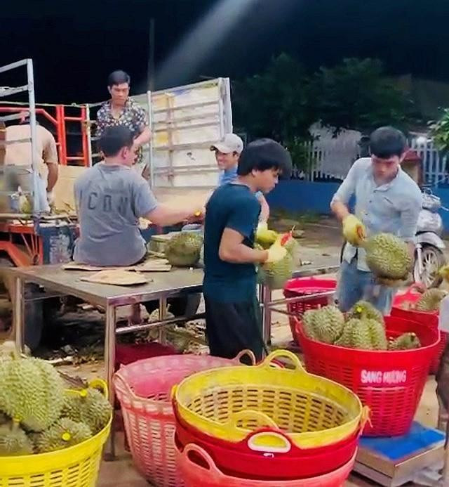 Huyện Krông Pắc đang chuẩn bị để xuất khẩu lô sầu riêng chính ngạch đầu tiên sang Trung Quốc.