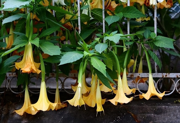 Mạn đà la thân gỗ (Brugmansia arborea)