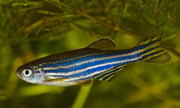 Cá ngựa vằn được lựa chọn để nuôi trong môi trường không gian.