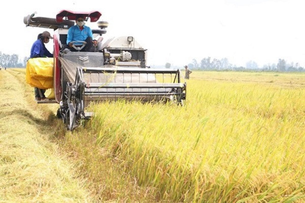 Thu hoạch lúa vụ hè thu 2024 tại tỉnh An Giang. Nguồn: IT.